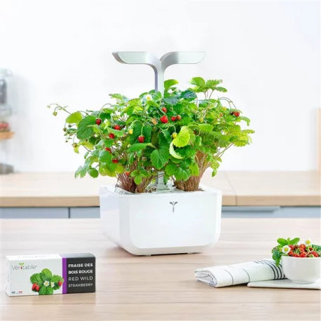 Dzikie czerwone truskawki Véritable Lingot